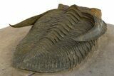 Gorgeous Zlichovaspis Trilobite - Orange Eyes #310618-4